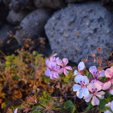 И на скалах растут цветы