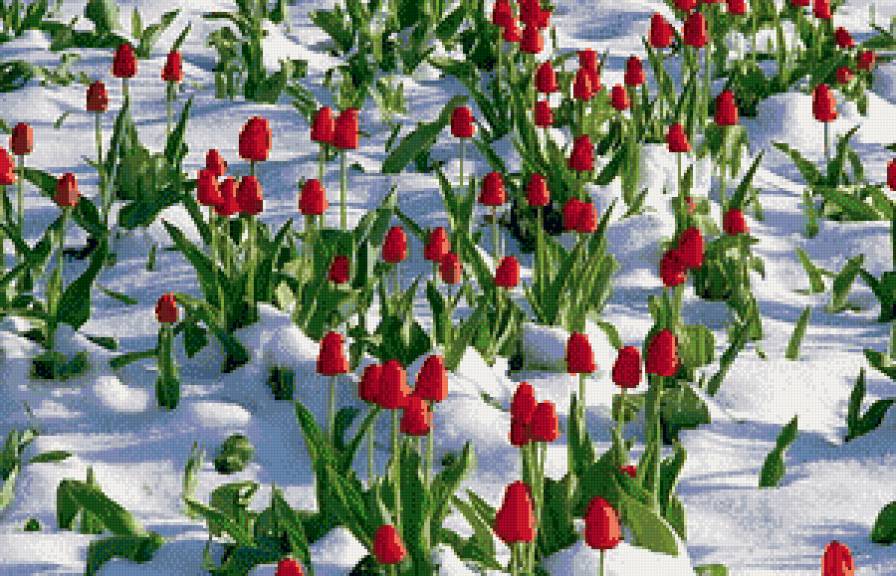 тюльпаны на снегу - снег, цветы, тюльпаны - предпросмотр