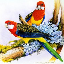 Оригинал схемы вышивки «попугайчики» (№540257)
