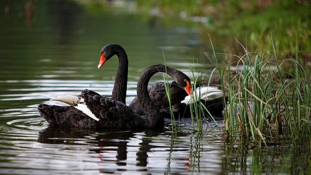 черные лебеди - птицы, лебеди - оригинал