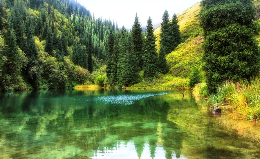 лесное озеро - озеро, лес, природа, пейзаж - оригинал