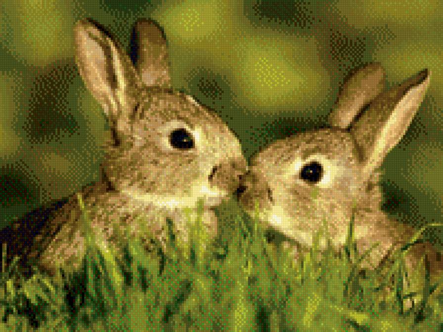зайки - природа, кролики, зайцы, животные - предпросмотр