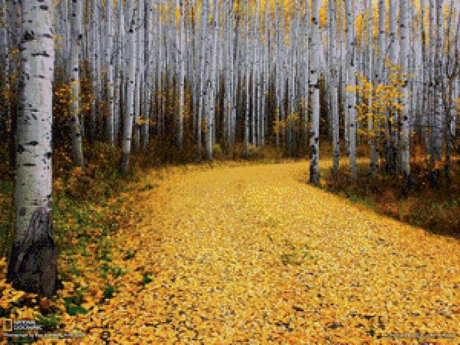 берёзы осенью - лес, природа, осень, пейзаж, картина, березы - предпросмотр