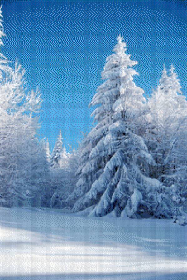 лесная красавица - утро, елка, лес, ель, картина, снег, сугробы, сосна, поляна, зима, пейзаж - предпросмотр