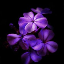 Схема вышивки «Фиолетовые цветы»