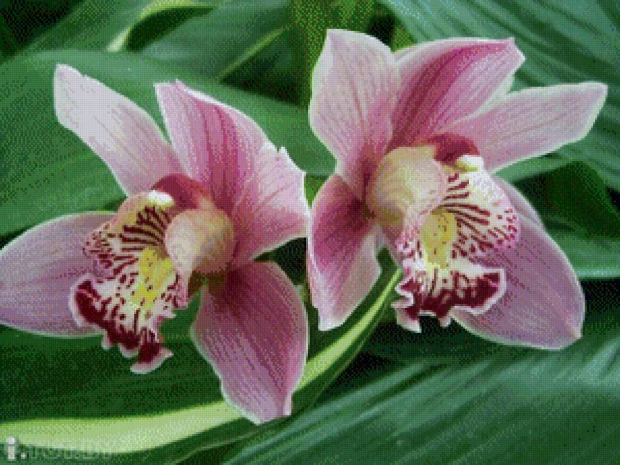Орхидея - розовая орхидея - предпросмотр