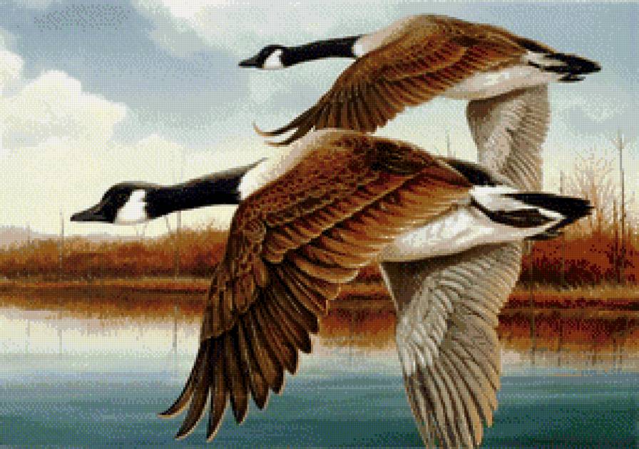 полет уток - озеро, природа, пейзаж, осень, утки, птицы - предпросмотр