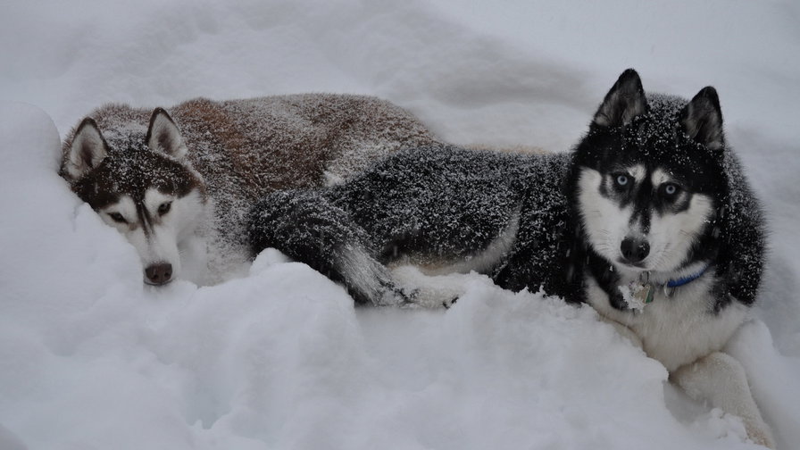 белый плен - собаки, хаски, белый плен, зима, снег, животные - оригинал