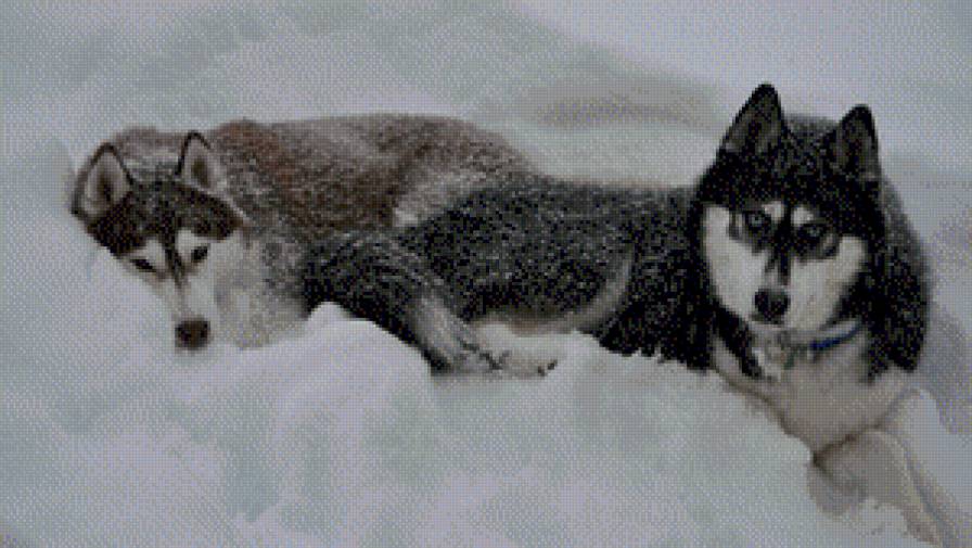 белый плен - собаки, хаски, зима, животные, снег, белый плен - предпросмотр