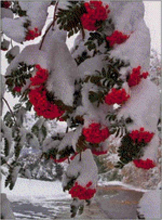 Рябина под снегом - ягода, рябина, зима, снег - предпросмотр