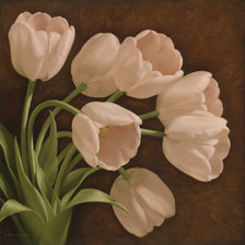 7 белых тюльпанов