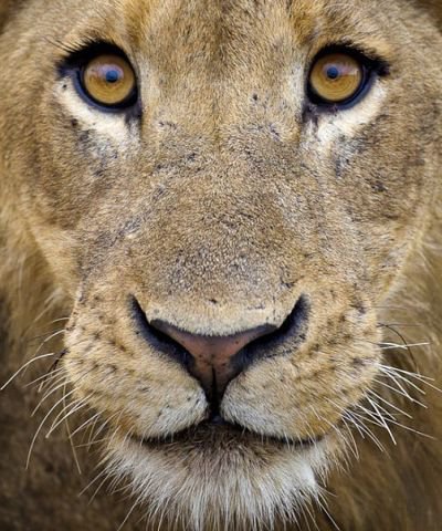 Лев - взгляд, львы, животные - оригинал