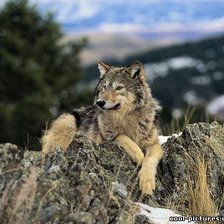 Волк на горе