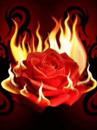 пламеная роза - цветы, пламя, огонь, розы - оригинал