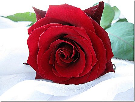 красная роза - букет, красиво, цветы, розы - оригинал
