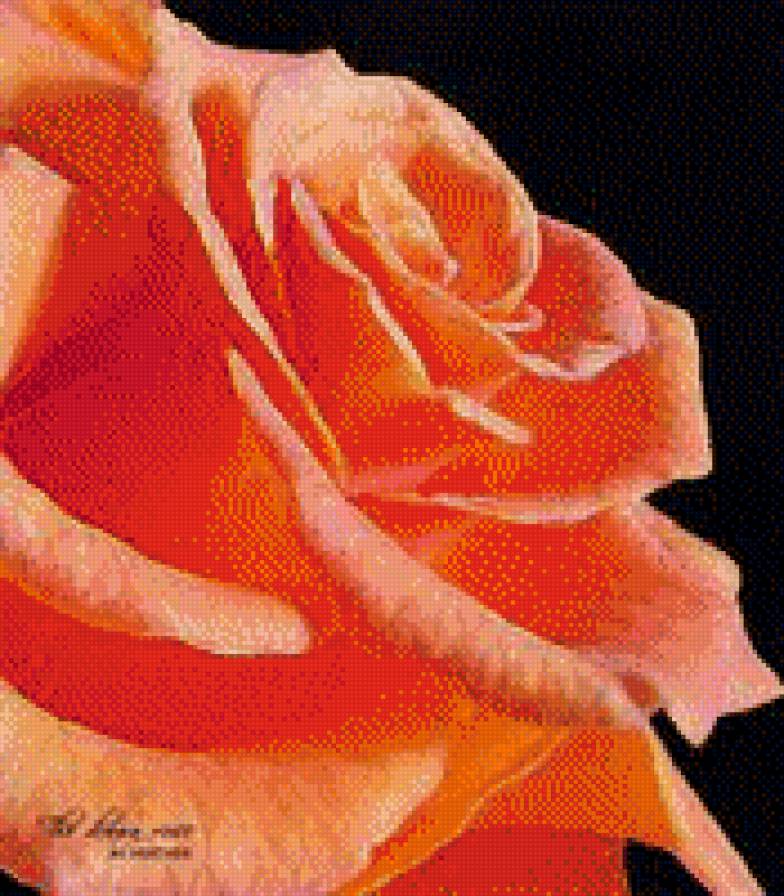 оранжевая роза - подушка, цветы, букет, розы - предпросмотр