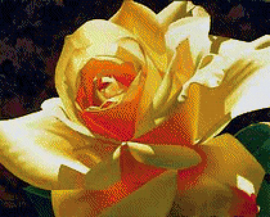солнечная роза - желтая, розы, цветы, красиво - предпросмотр