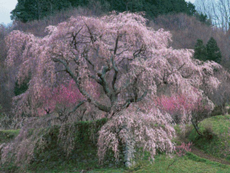 сакура в цвету - цветение, сакура, весна, япония - предпросмотр