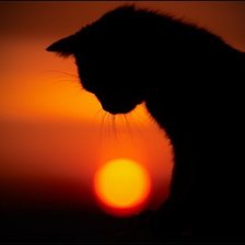 Кошка на фоне заката