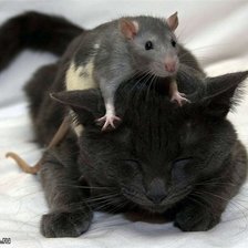Кошка и мышка