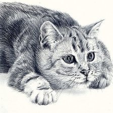 кот монохром рисунок карандашем