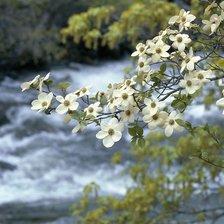 Схема вышивки «Цветущий куст у реки»