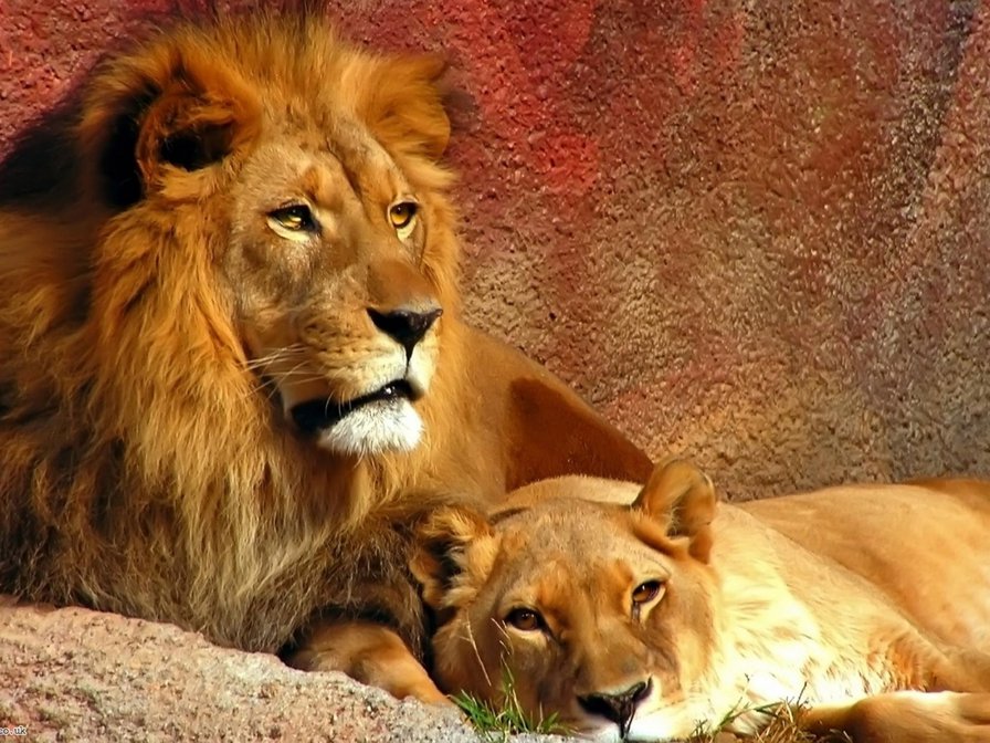 лев и львица - лев животные пара - оригинал