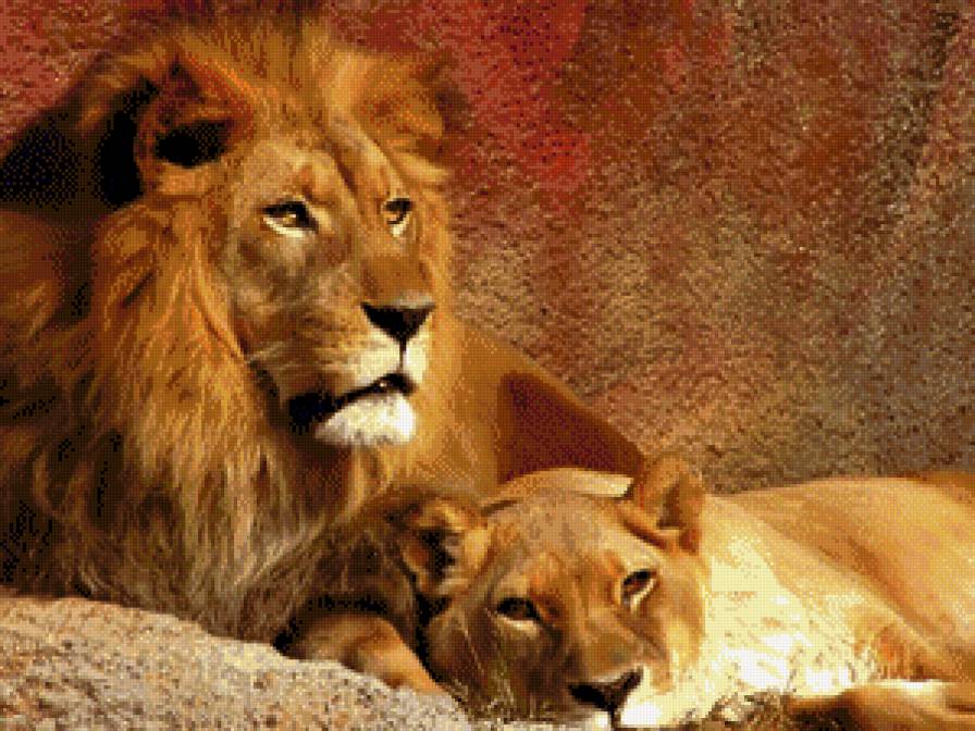 лев и львица - лев животные пара - предпросмотр
