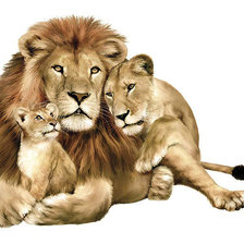 семья лев львица и львенок
