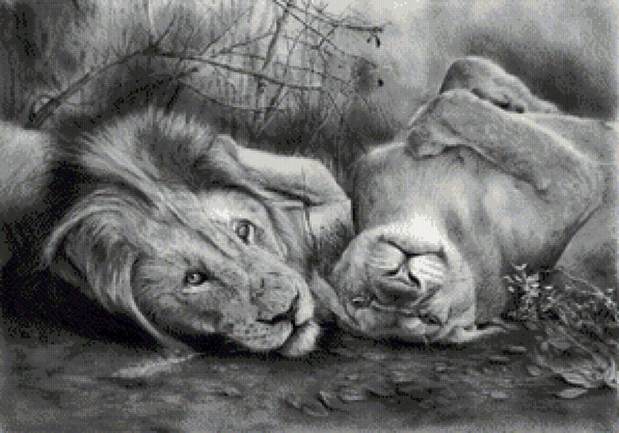 львы монохром - чорнобелое, природа, животные, монохром, пара, хищники, львы - предпросмотр