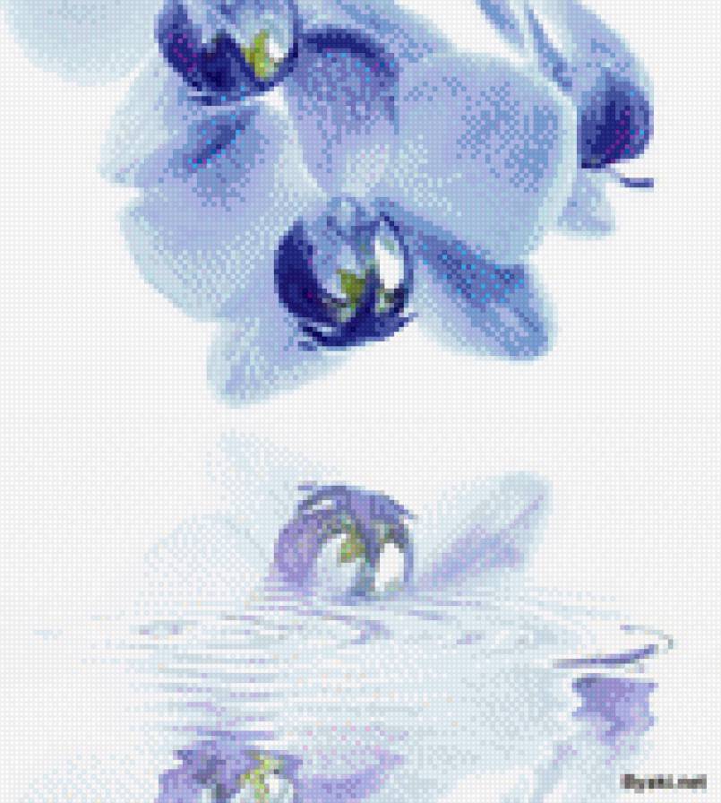 синяя орхидея - орхидея, цветы - предпросмотр