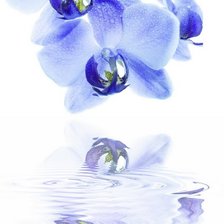 Оригинал схемы вышивки «синяя орхидея» (№547821)