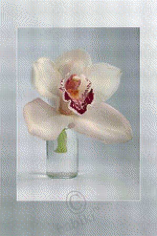 белая орхидея - цветы, орхидея - предпросмотр