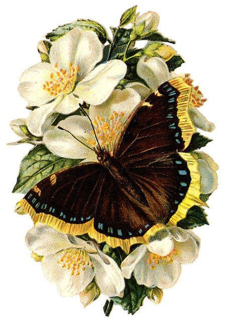 бабочка на цветке - цветы, жасмин, бабочка, темная - оригинал