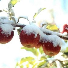 Оригинал схемы вышивки «Яблоки в снегу» (№548298)