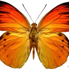 Схема вышивки «бабочка красивая»