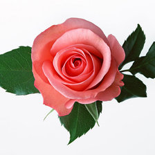Оригинал схемы вышивки «роза» (№548419)