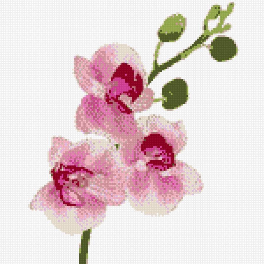 орхидея - орхидея цветы - предпросмотр