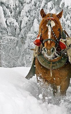 Парочка лошадей в упряжке часть 1 - лошади, зима, животные - оригинал