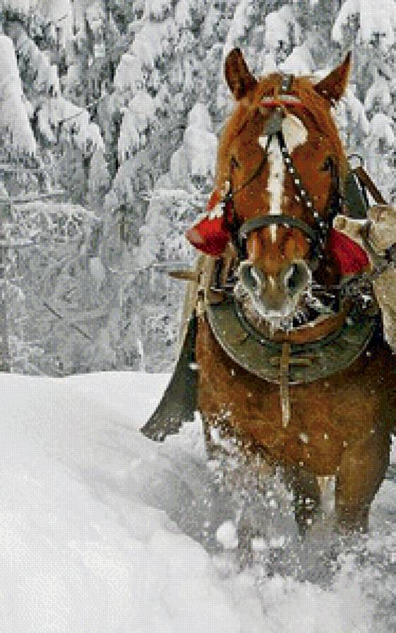 Парочка лошадей в упряжке часть 1 - животные, лошади, зима - предпросмотр