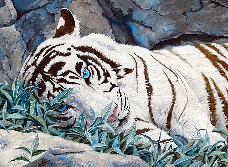 Белый тигр - взгляд, глаза, тигры, животные - оригинал