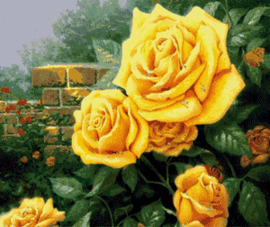 желтые розы - природа, красота, розы, цветы - предпросмотр