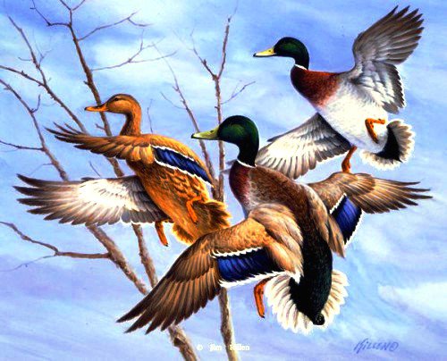 полет уток - птицы, озеро, природа, пейзаж, утки - оригинал