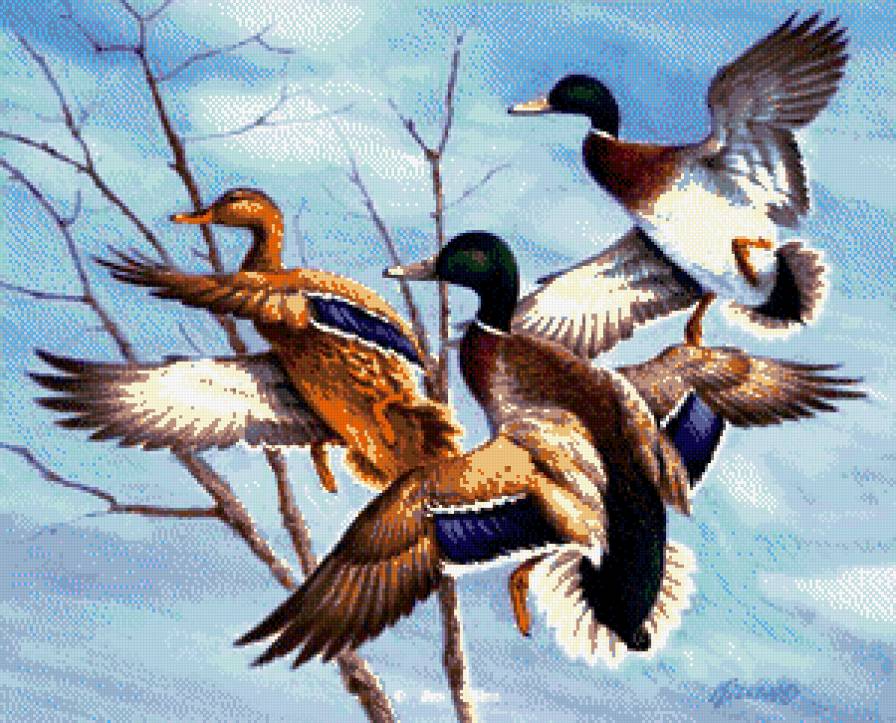 полет уток - природа, утки, птицы, пейзаж, озеро - предпросмотр