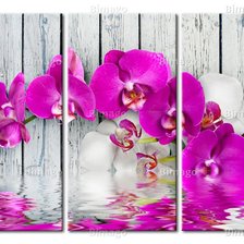 Оригинал схемы вышивки «Орхидея» (№550081)