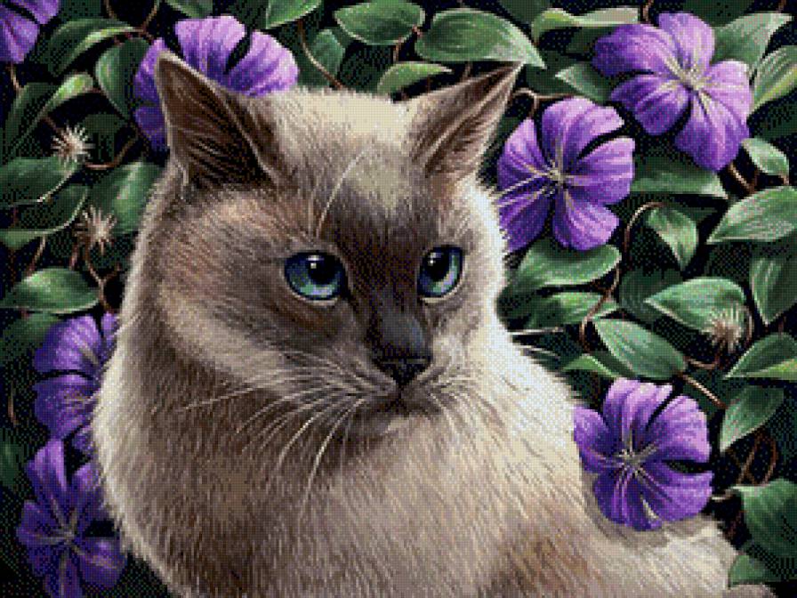 кошки и цветы - лиловые цветы, сиам, кот, кошка, клематис, домашние животные - предпросмотр