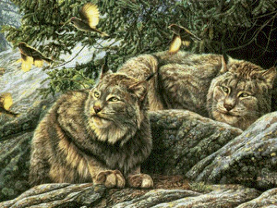 Лесные рыси - дикие кошки, животные, природа, рысь - предпросмотр