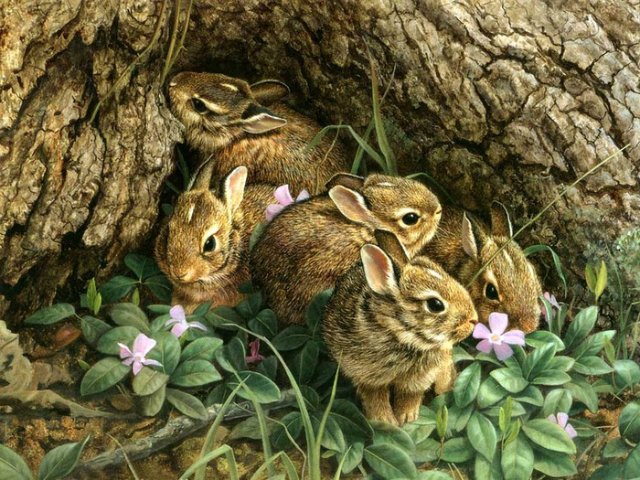 Зайчата - природа, заяц, животные - оригинал