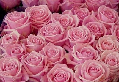 Розовые розы - цветы, розы - оригинал