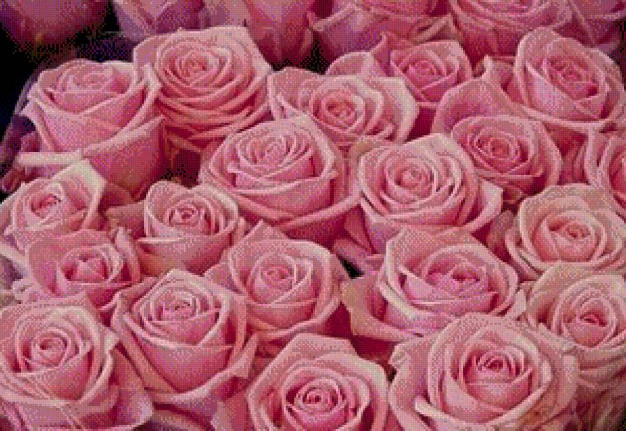 Розовые розы - цветы, розы - предпросмотр